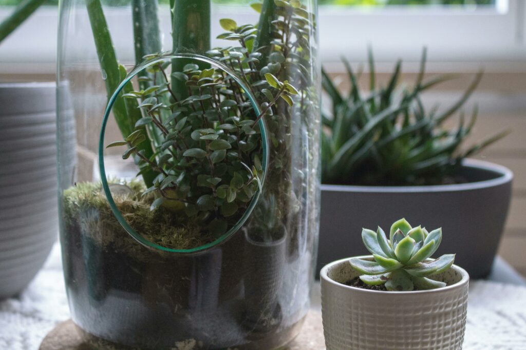 Terrarium en verre avec de multiples plantes à l'interieur.