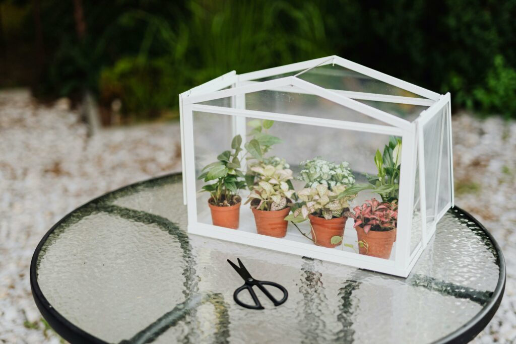 Création d'un terrarium très décoré avec 3 plantes