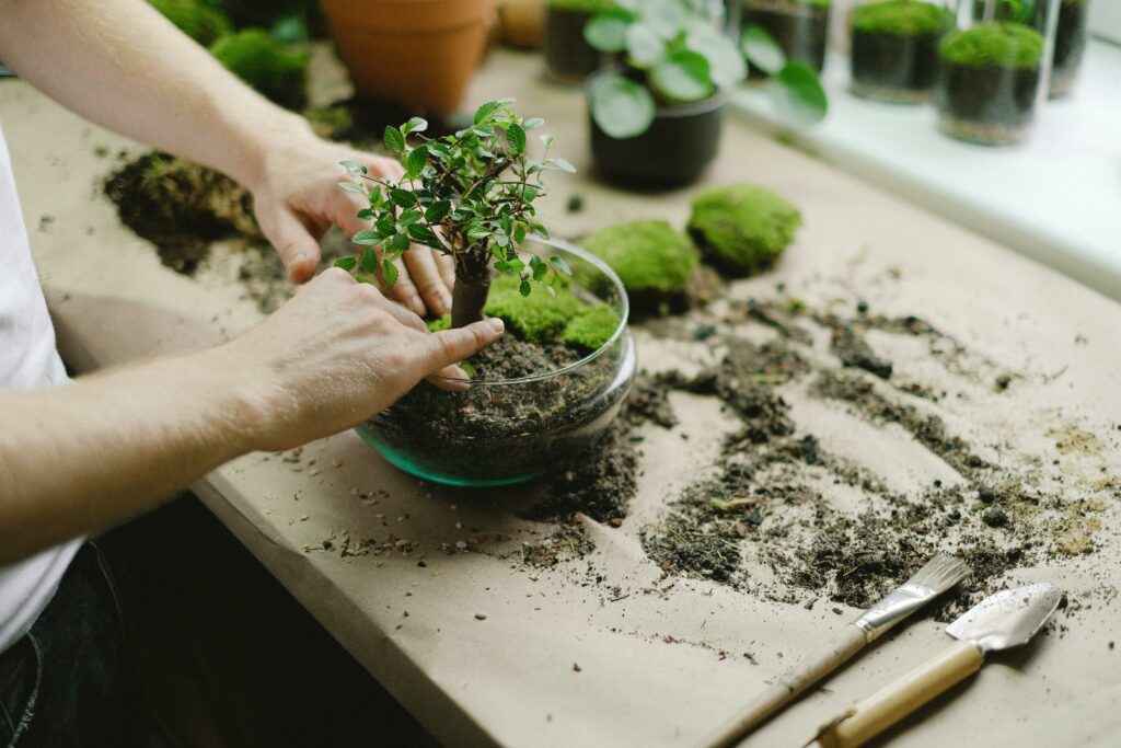 Photo de la mise en place et création d'un terrarium
